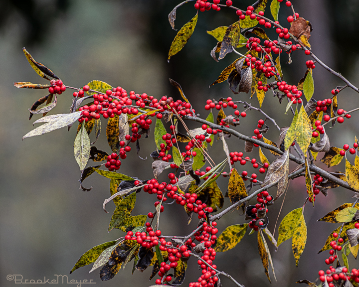 A Walk In The Park III – Revised – Brooke's Blog